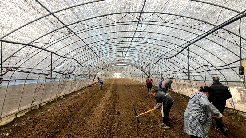 羊肚菌.jpg 羊肚菌.jpg